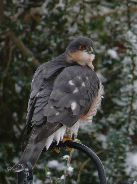Sparrowhawk.  Photo Kevin Ingleby.
