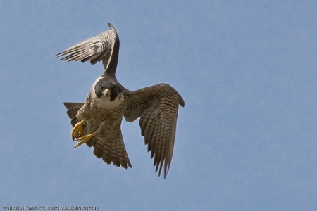'Wild Peregrines Love the Wind'.  Photo: Mike Baird   (Creative Commons, attribution 2.0)