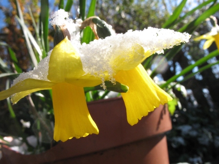 Daffodils Shaking off Late Snow