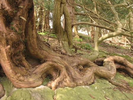 Yew Roots.