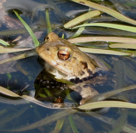 toad in pond. with string of toad spawn.