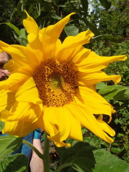 Helianthus annuus, the garden Sunflower.