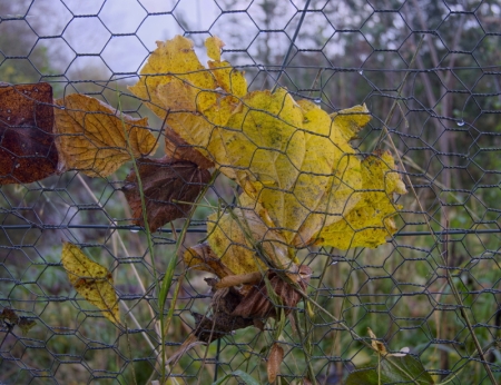 Leaves pressed against wire fence, Martin Mere.