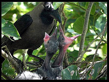 House Crow Feeding Chicks, photo Emanjsr2611, Creative Commons.