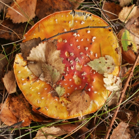 flky-agaric-p1060636_1